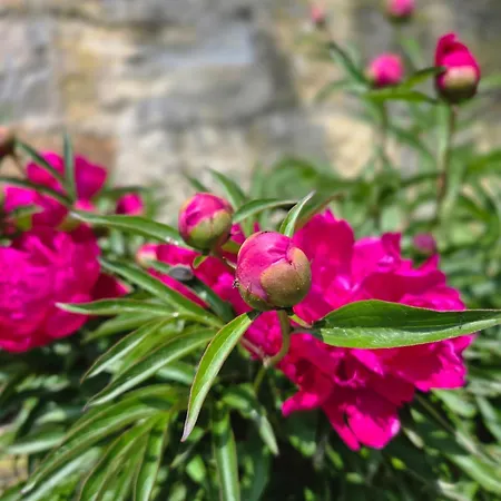 ゲストハウス アルトトルケヴィッツァ フェリエン ＆ プリヴァートツィマー ムロスク